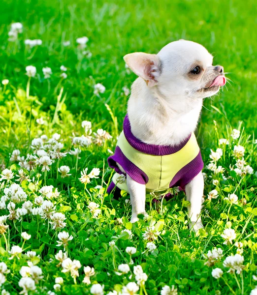 Chihuahua pequeño — Foto de Stock