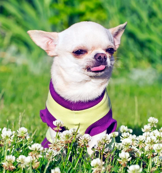 Hund zeigt Zunge — Stockfoto