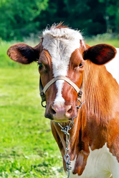 Vaca em um dia de verão — Fotografia de Stock