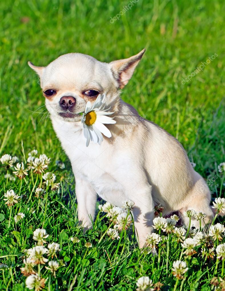 dns 222.67 Evinin bahçesinde köpeğin saldırısına uğrayan 4 yaşındaki kız ...