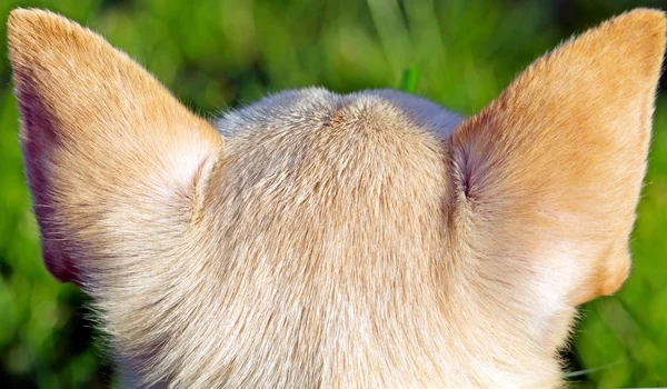 Assistindo cão — Fotografia de Stock