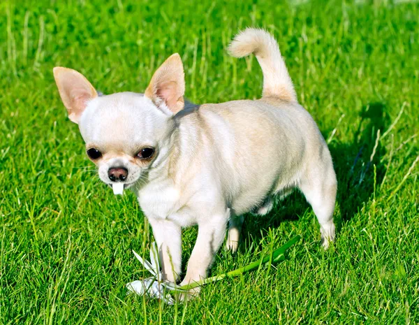 Brincando cão — Fotografia de Stock