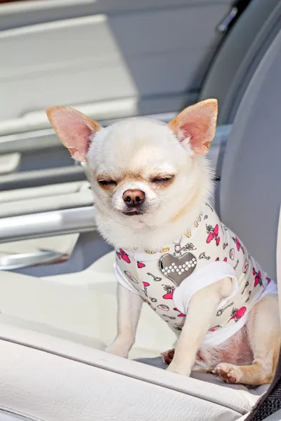 Niedlicher Chihuahua auf dem Autositz — Stockfoto