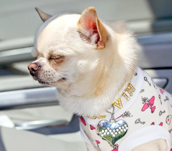 Små chihuahua — Stockfoto