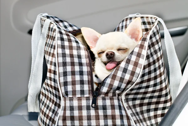 Chihuahua i väska i bilen — Stockfoto