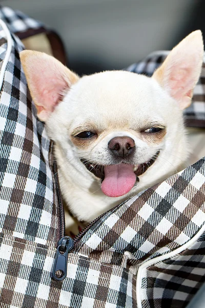 Foto da vicino di chihuahua in borsa — Foto Stock