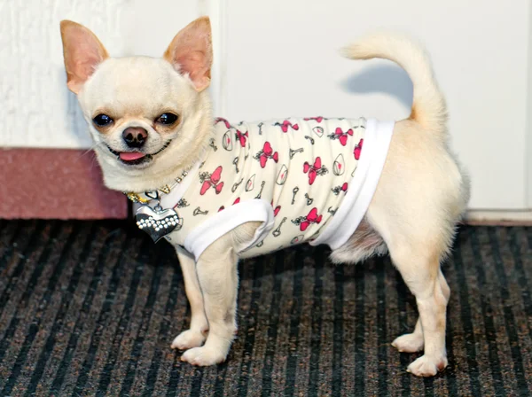 Chihuahua in clothes — Stock Photo, Image