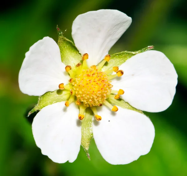 Strawberry blomma — Stockfoto