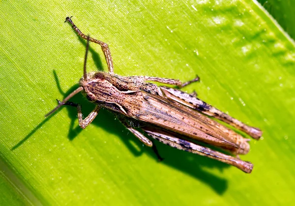 Insecto en la hoja — Foto de Stock