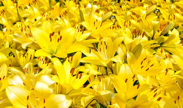 Gele bloemen in de tuin — Stockfoto