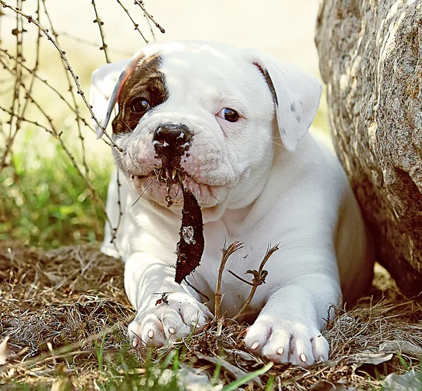アメリカン ブルドッグの子犬 — ストック写真