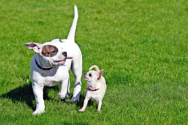 Два маленьких счастливых щенка — стоковое фото