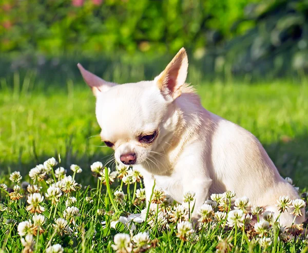 Chihuahua sur l'herbe — Photo