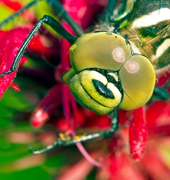 赤い花の上のトンボ — ストック写真