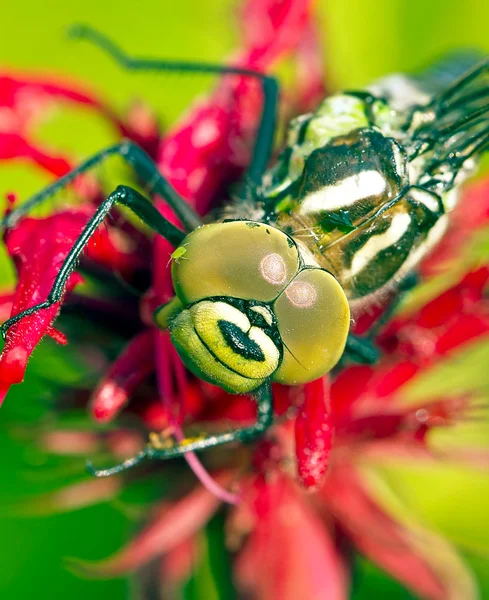 Vážka na červený květ — Stock fotografie