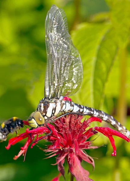 Dragonfly і джміль — стокове фото