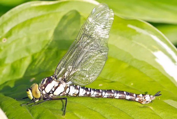 Macro foto van dragonfly — Stockfoto
