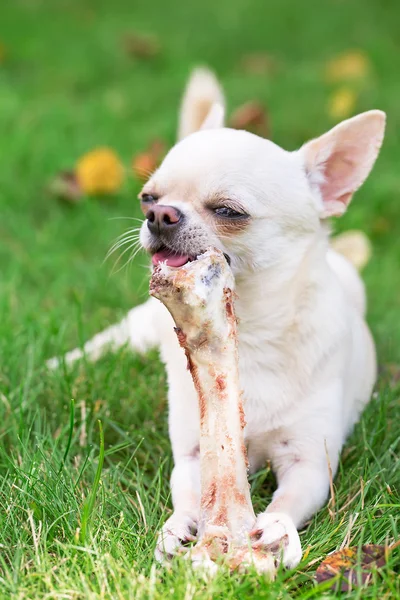 Cão e osso do cão — Fotografia de Stock