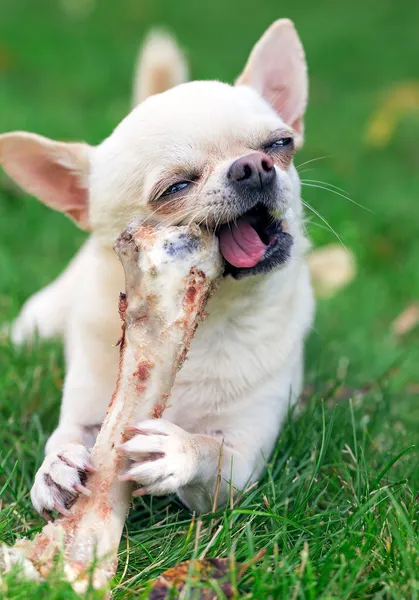 Chihuahua — Stockfoto