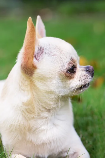 Porträtt av vackra chihuahua — Stockfoto