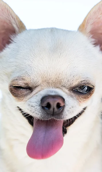 Portret van schattige chihuahua — Stockfoto