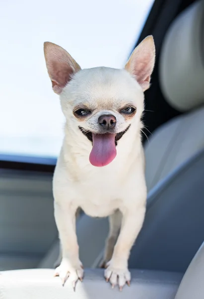 Chihuahua feliz — Fotografia de Stock