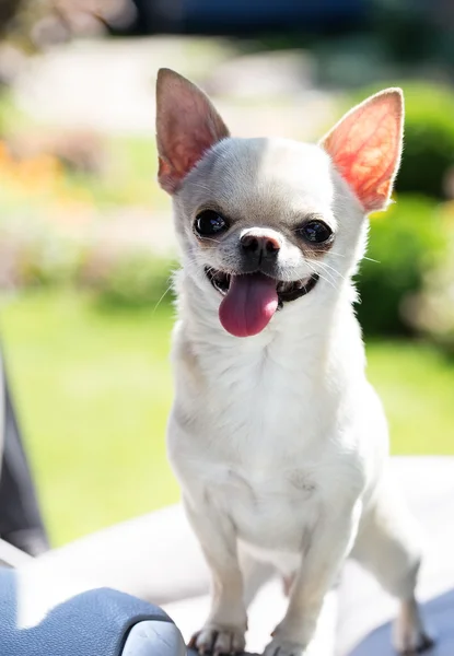 Schöner Chihuahua im Auto — Stockfoto