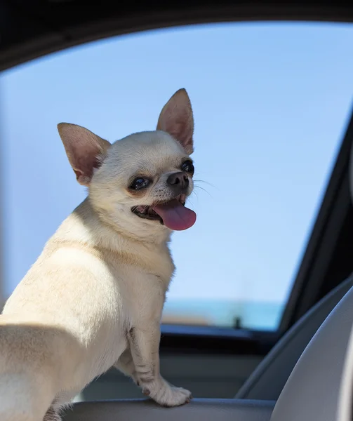 Schattige kleine hond in de auto — Stockfoto