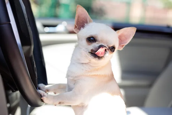 Niedlicher Chihuahua im Auto — Stockfoto