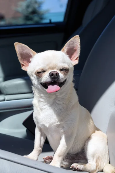 Chihuahua pequeño — Foto de Stock