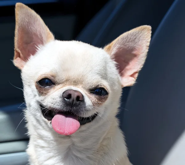 Chihuahua bonito — Fotografia de Stock