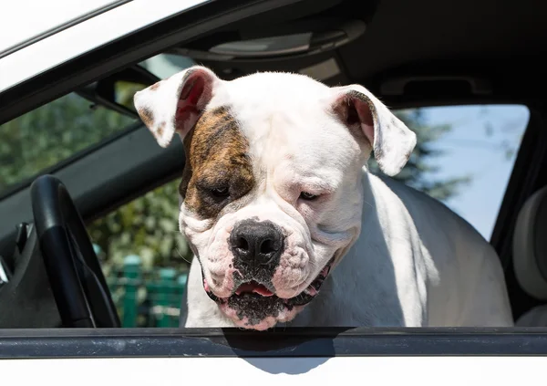 Amerikansk bulldog i bilen — Stockfoto