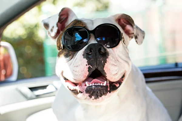 Bulldog in zonnebril — Stockfoto