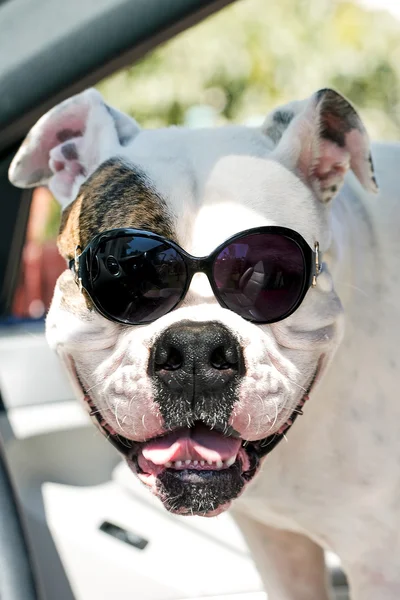 Hund i solglasögon — Stockfoto