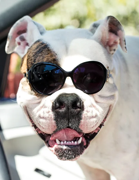 Cão em óculos de sol — Fotografia de Stock