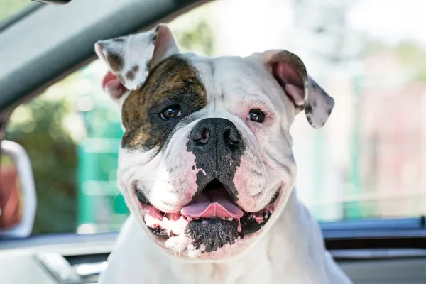 Happy dog in car — Stock Photo, Image