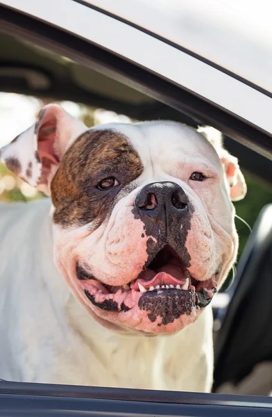 Hund i bil — Stockfoto
