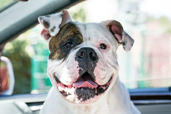 Glücklicher Hund im Auto lizenzfreie Stockfotos
