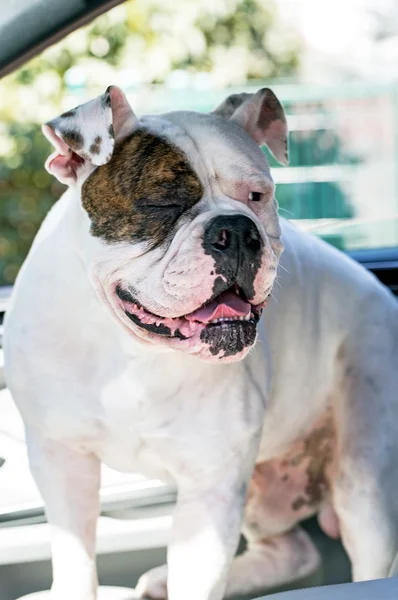 Lustige Bulldogge im Auto — Stockfoto