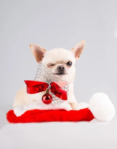 Hund mit Schleife — Stockfoto