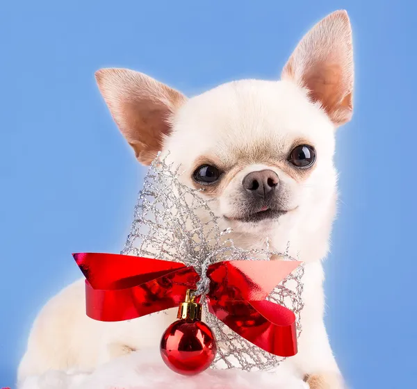 Hund mit Schleife — Stockfoto