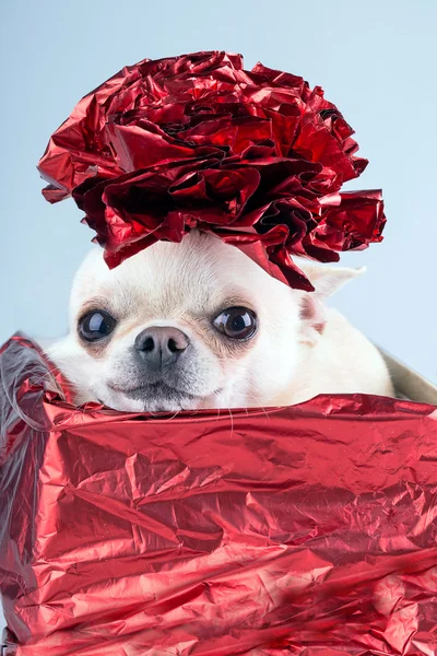 Niedlicher kleiner Hund im Geschenkkarton — Stockfoto