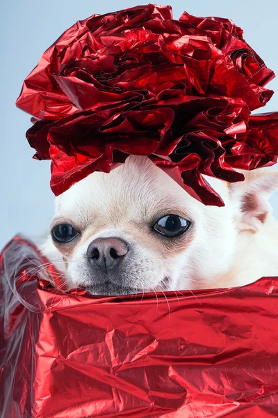 Sevimli küçük köpek hediye kutusu — Stok fotoğraf
