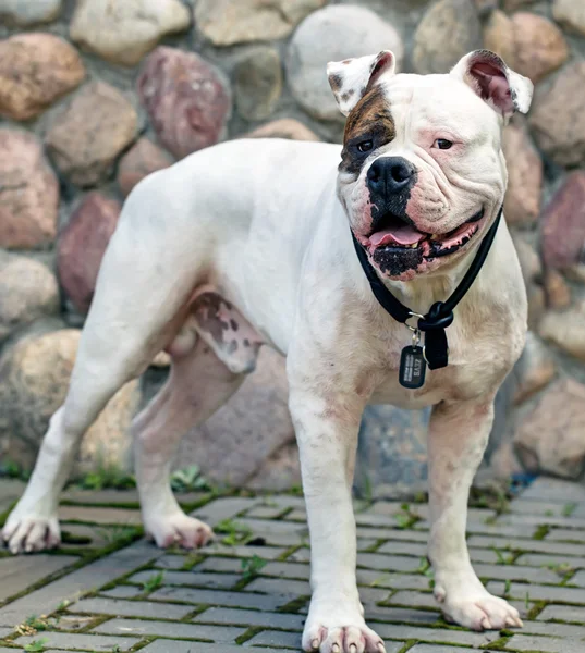 Amerikansk bulldog utomhus — Stockfoto