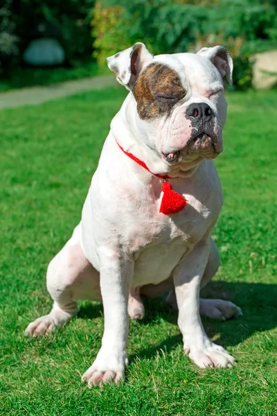 Hond zittend op het gras — Stockfoto