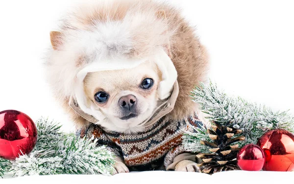 Chihuahua divertido en gorra y abrigo —  Fotos de Stock
