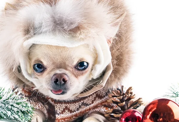 Lustiger Chihuahua in Mütze und Mantel — Stockfoto