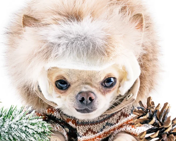 Linda chuhuahua en sombrero — Foto de Stock