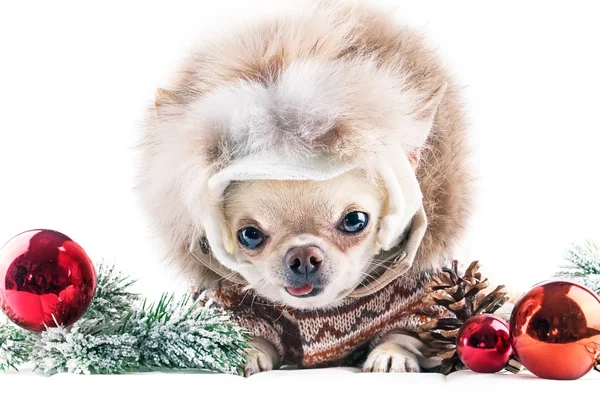 Chihuahua engraçado em boné e casaco — Fotografia de Stock