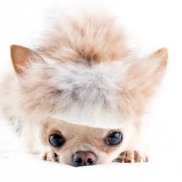 Chihuahua divertido en gorra de piel — Foto de Stock